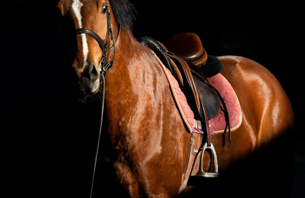 Rid'up, horse riding accessories shop