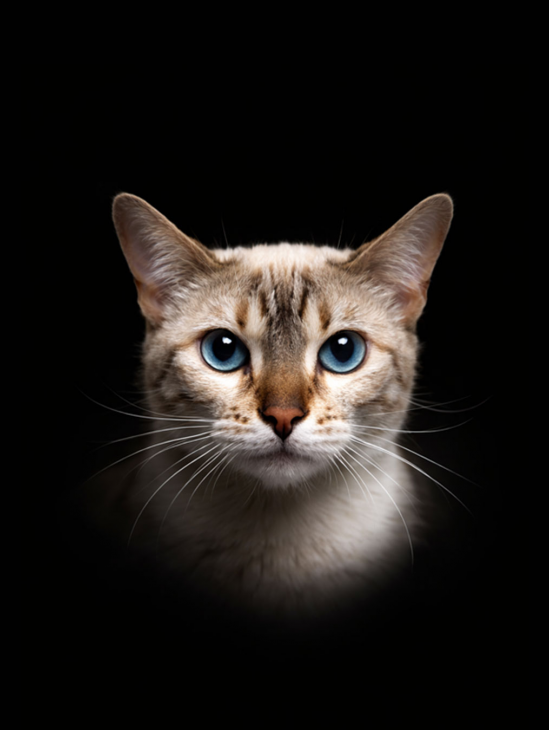 Illustration animal portrait noir représentant Thibault Peronno, concepteur fullstack chez l’agence digitale Rocher Blanc Monaco